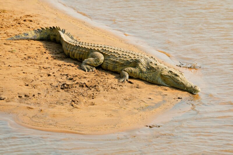 Nile crocodile basking in natural habitat