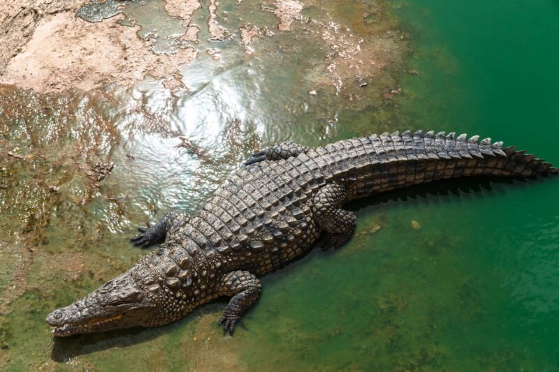 Nile crocodile or crocodylus niloticus on riverbank, animal park, Morocco