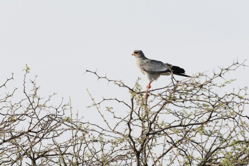 Pale chanting goshawk (Melierax canorus), Nxai Pan, Botswana, Africa