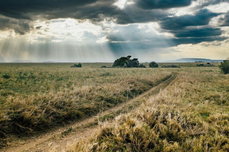 Pathway through grass in the grasslands of the Serengeti