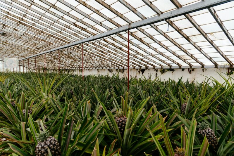 Pineapple plantation in a Greenhouse at Sao Miguel island of the Azores.. Portugal