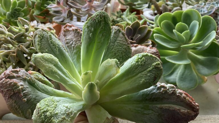 Plant diversity, beauty in diversity