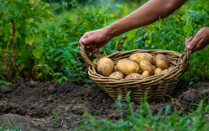 Potato harvest in the garden in hands. selective focus.