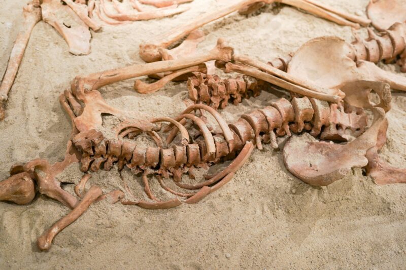 Prehistoric human bone remains. Ancient skeleton discovered by archeologists
