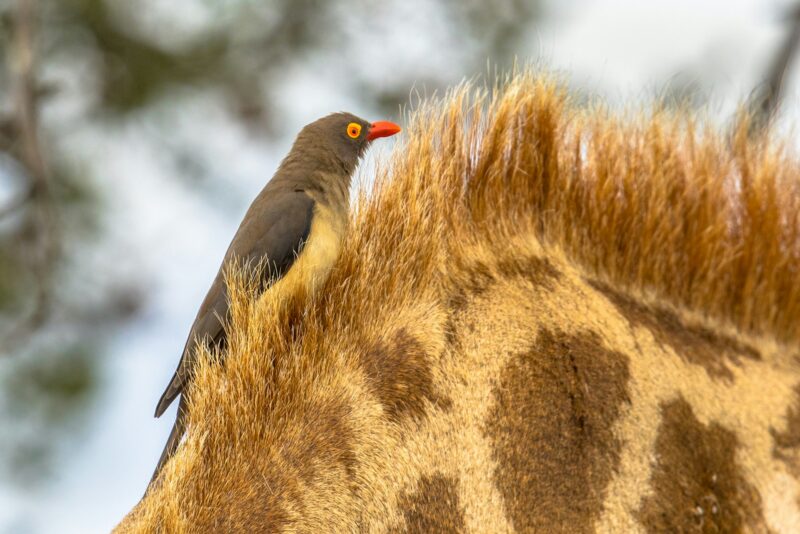 Red billed oxpecker