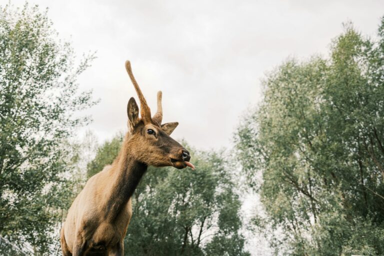 Red deer in the autumn forest.The red deer is one of the largest deer species in its natural habitat