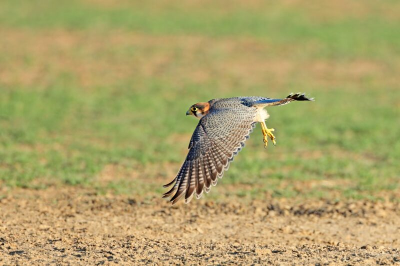 Red-necked falcon in flight