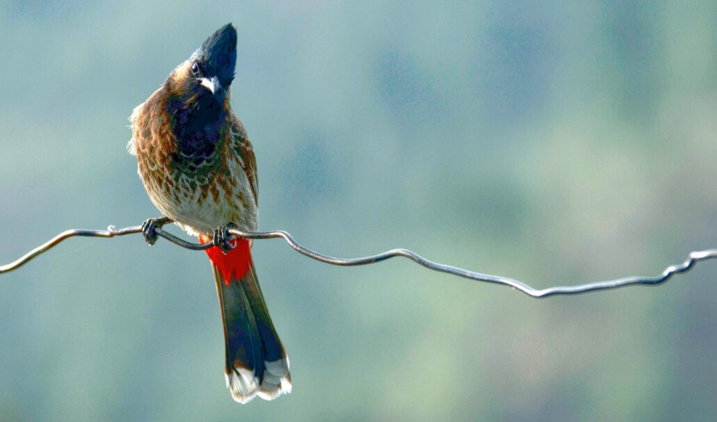 Red vented bulbul