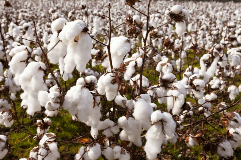 Ripe Cotton Plants Growing on Plantation Field