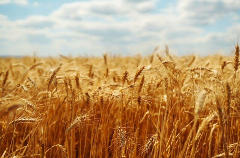 Ripening golden wheat in sunlight with blue cloudy sky. Rich harvest. Agricultural farm.