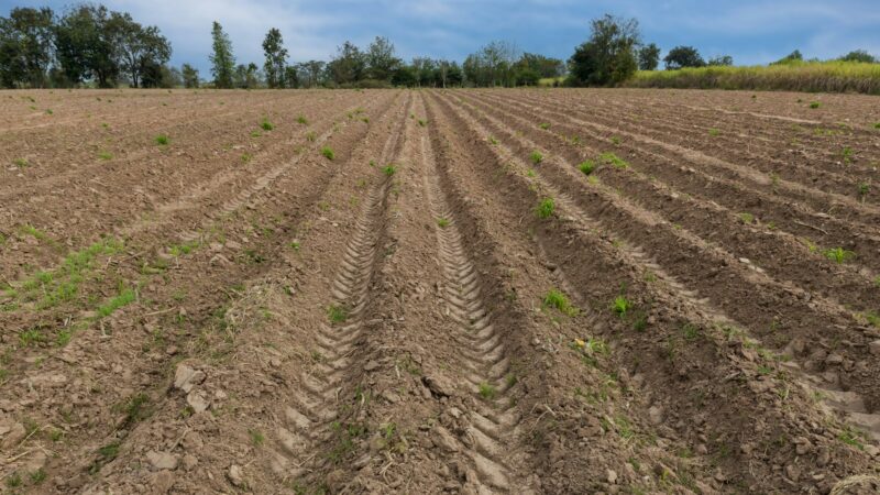 Rows of soil before planting. Furrows row pattern in a plowed field prepared for planting crops in s