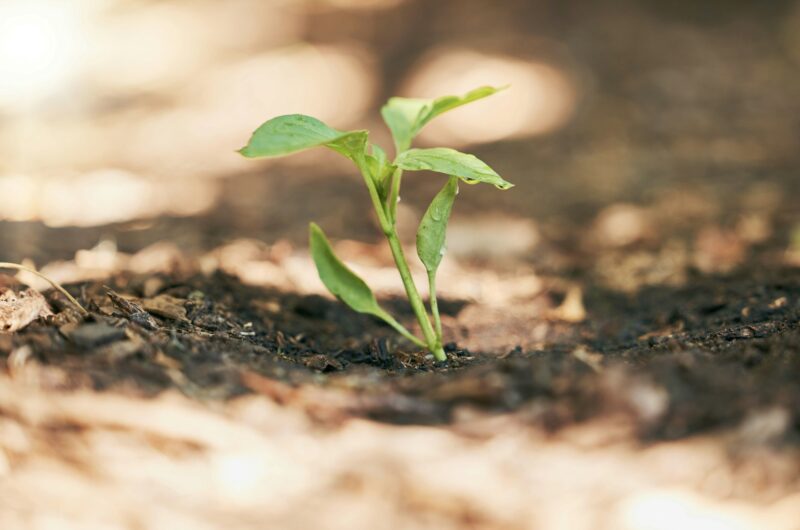 Sapling, growth or water drop in soil agriculture, sustainability help or future plants in climate