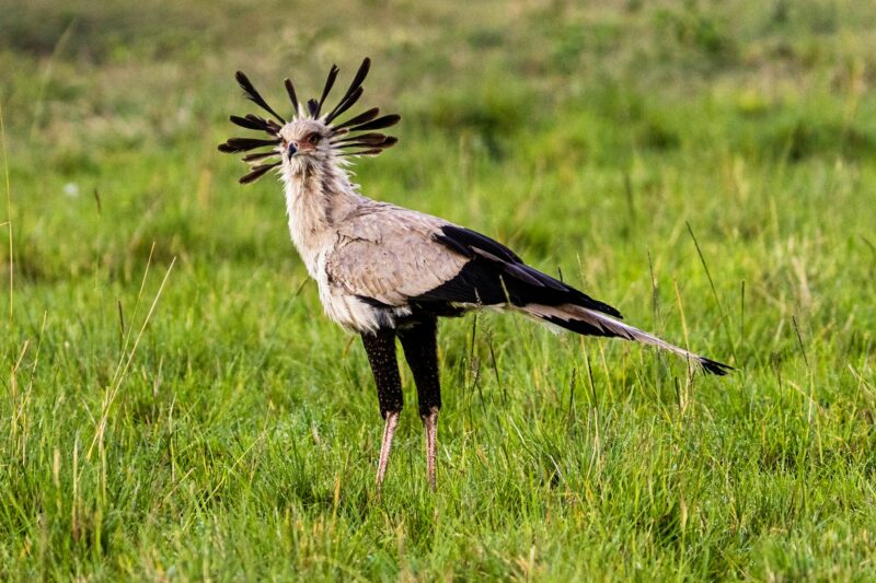 Secretary Bird in Kenya Africa