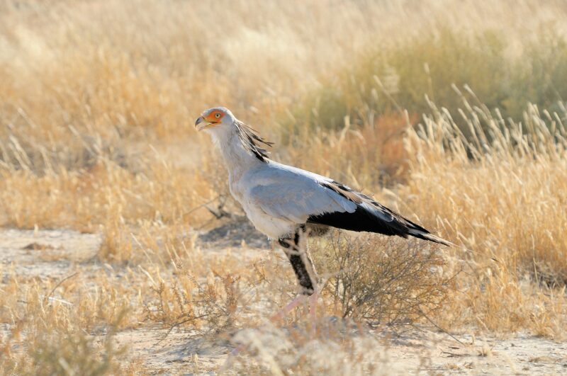 Secretary Bird, Kgalagadi Transfrontier Park, South Africa