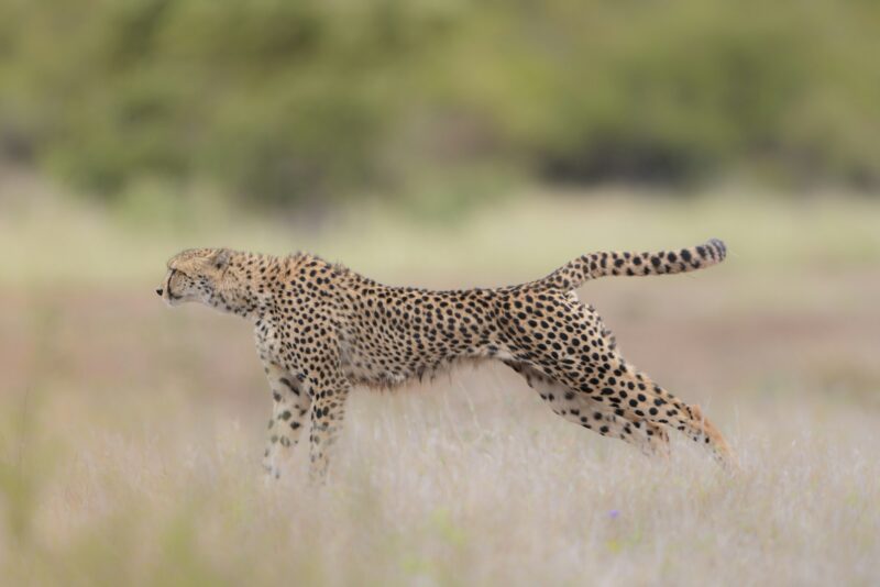 Selective focus shot of a leopard in a running position ready to hunt