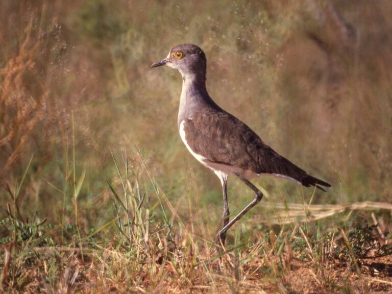 Senegal Lapwing