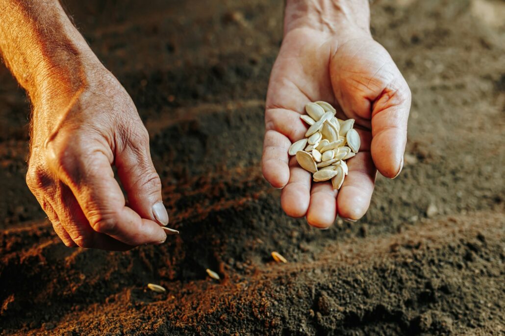 Senior hands plating a kernel in the soil, selective focus on the plating process.