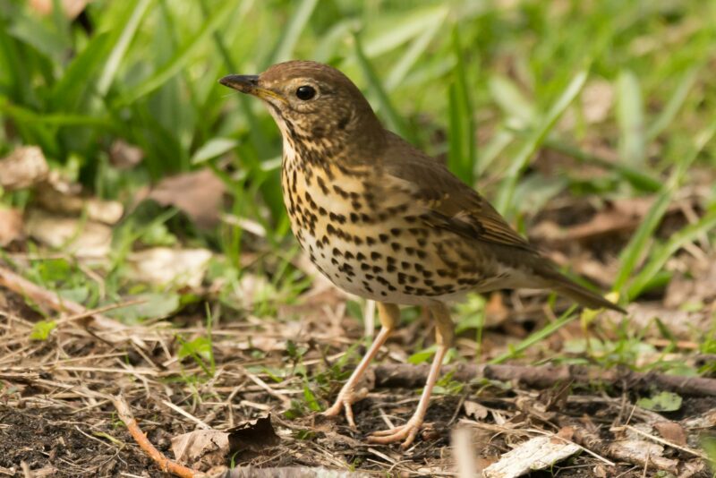 Song thrush