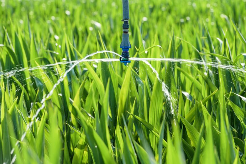 Sorghum crops plantation irrigation