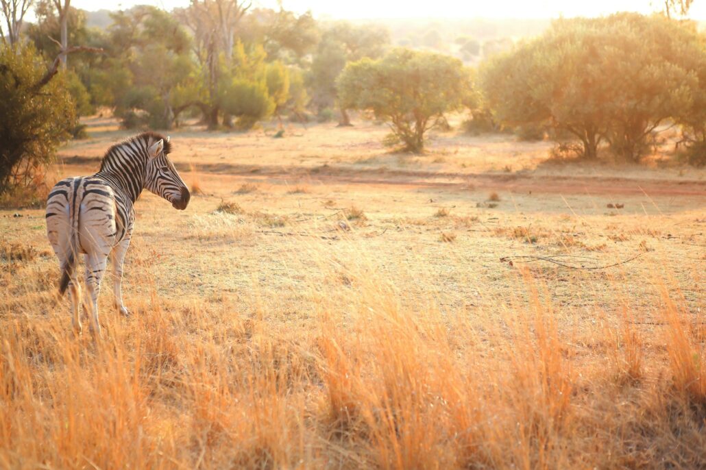 South African Zebra