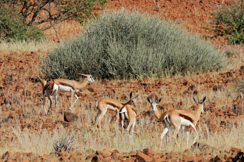 Springbok antelopes in arid habitat - Namibia