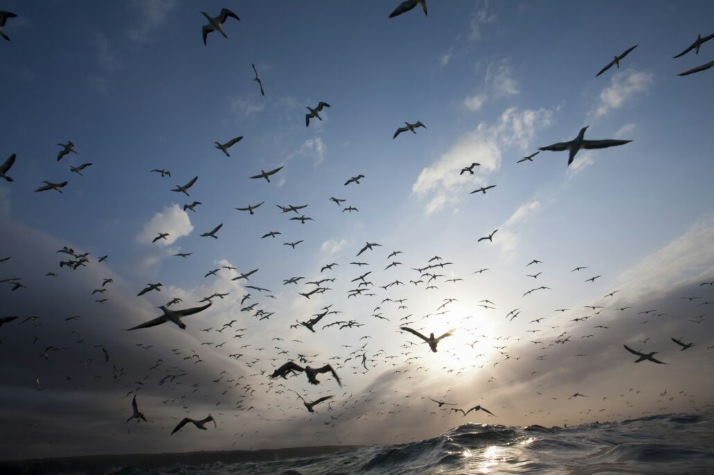 squadron Gannets in south Africa