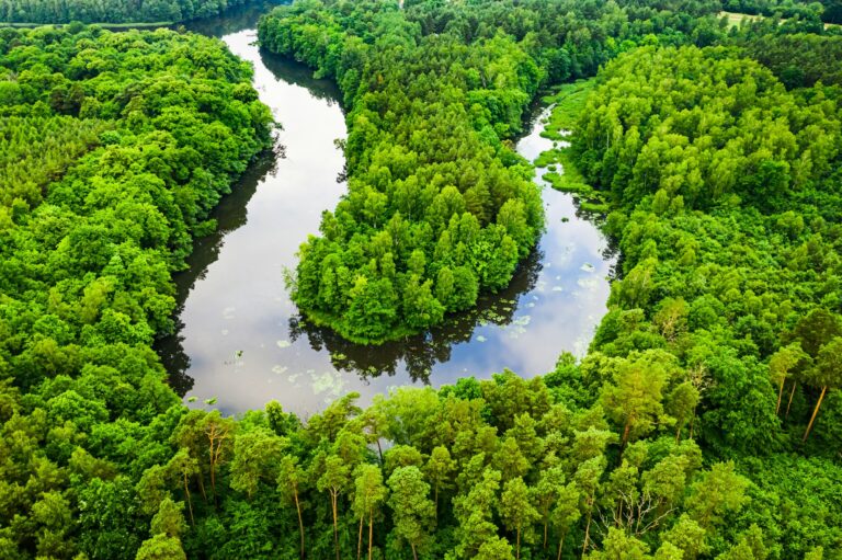 Stunning green forest and river in summer.