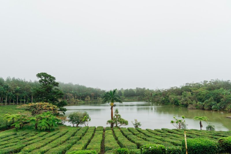 Tea plantation in Mauritius, Africa. Tourism, travel and Indian culture.