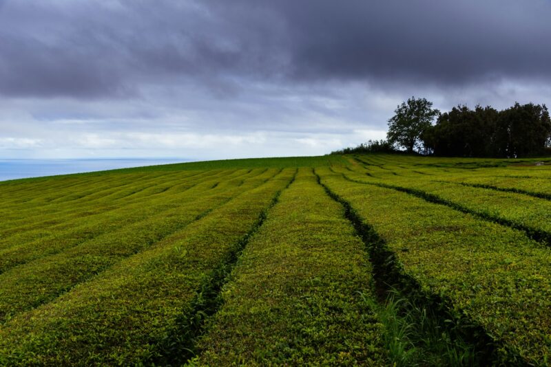 Tea plantation in Sao Miguel Island, Azores