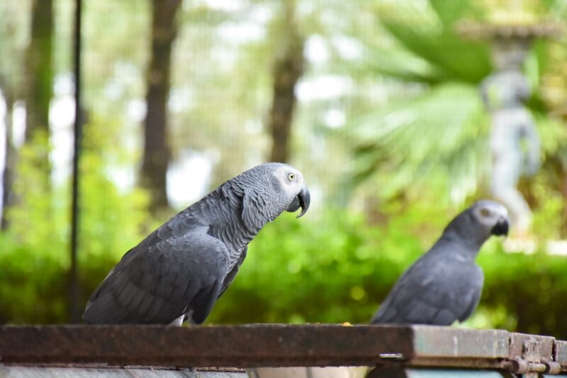 The grey parrot (Psittacus erithacus), also known as the Congo grey parrot or African grey parrot, p