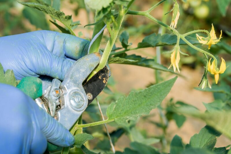 Tomato pruning is an essential practice to ensure healthy growth.