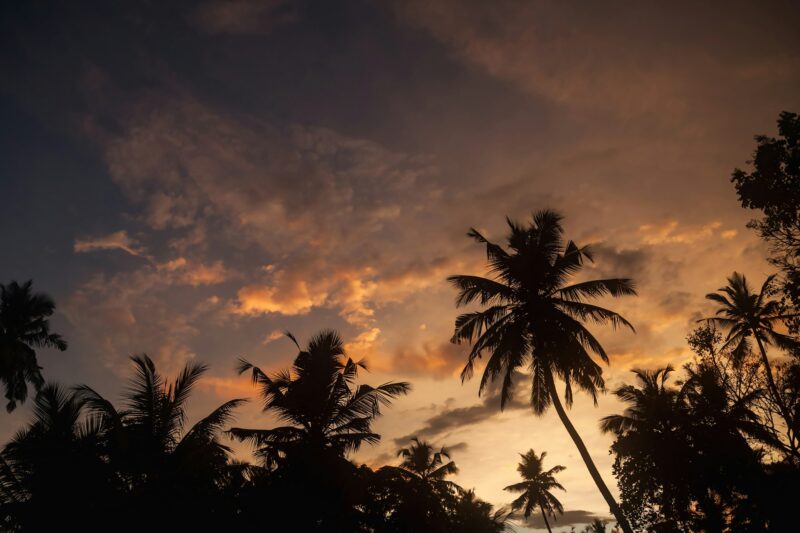 Tropical natural landscape with silhouettes palm trees at sunset backdrop