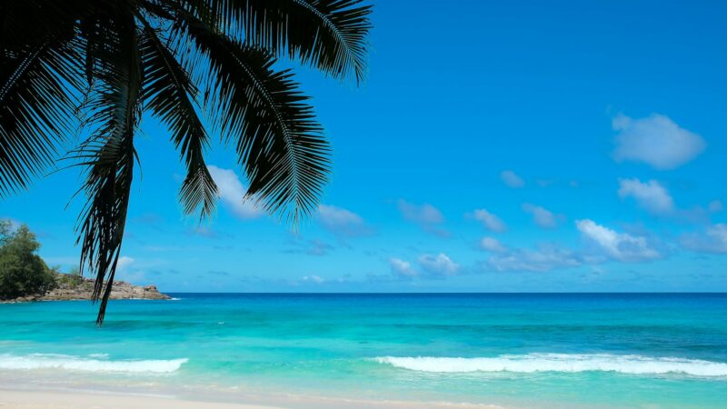 Tropical wallpaper: azure blue ocean with palms, seascape of Seychelles