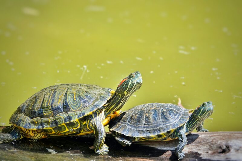 Turtle is on Green Lake Having Sunbath