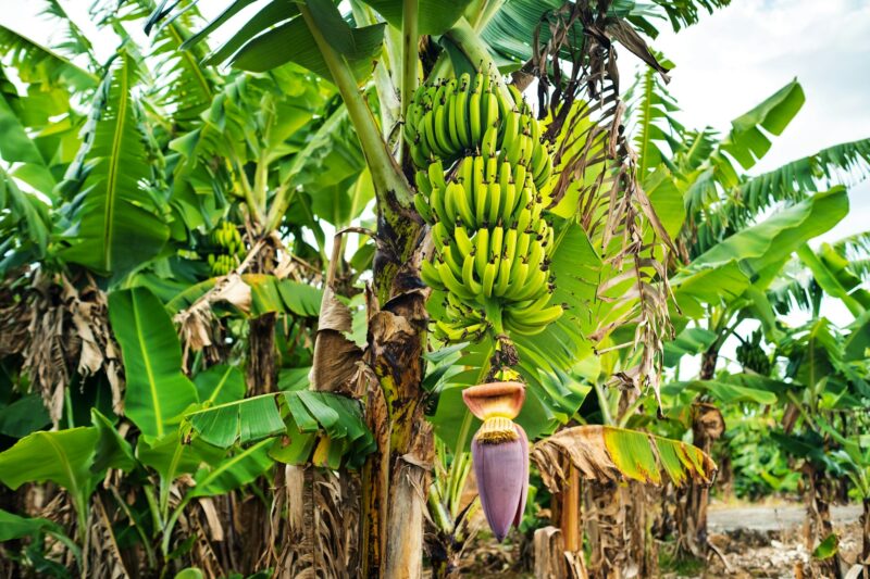 Two bunches of bananas growing on a tree on the plontage of the island of Mauritius