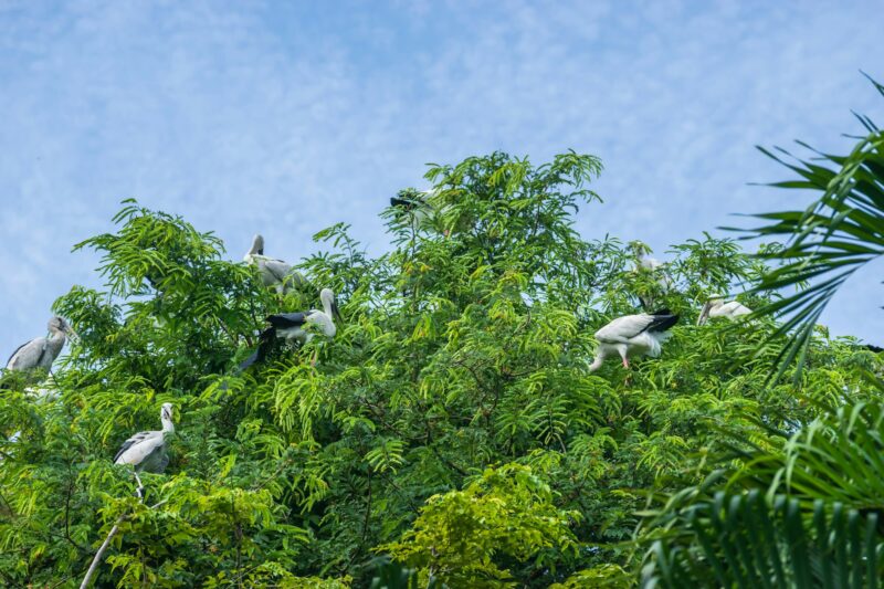 View of the pelicans sitting in top of tree against the blue sky