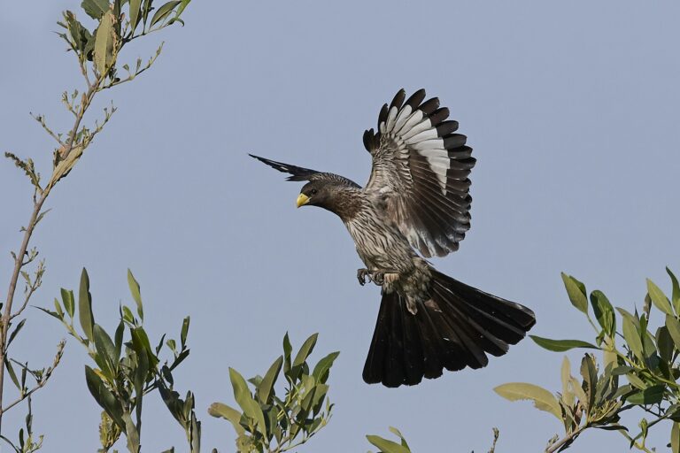 Western plantain-eater (Crinifer piscator)