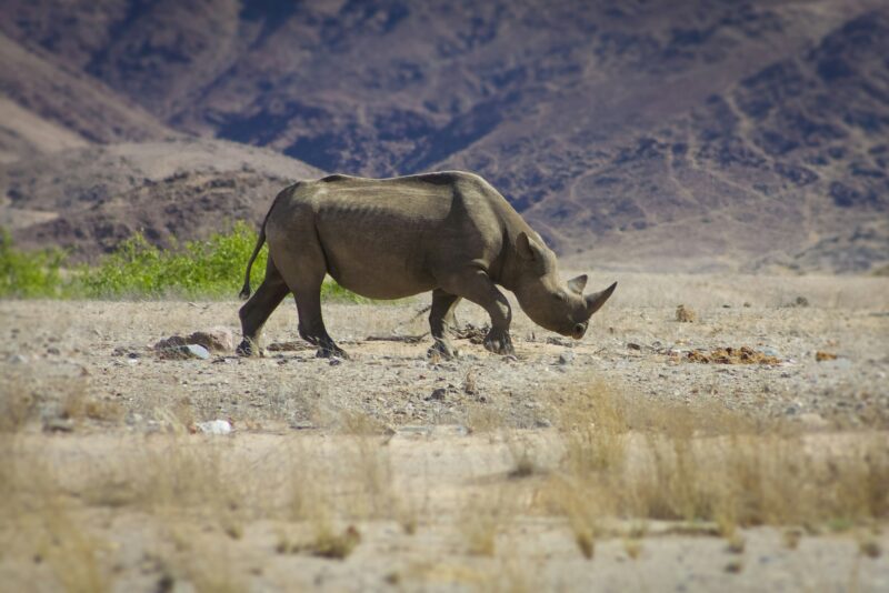 Wild black rhino in the Kaokoland, Namibia