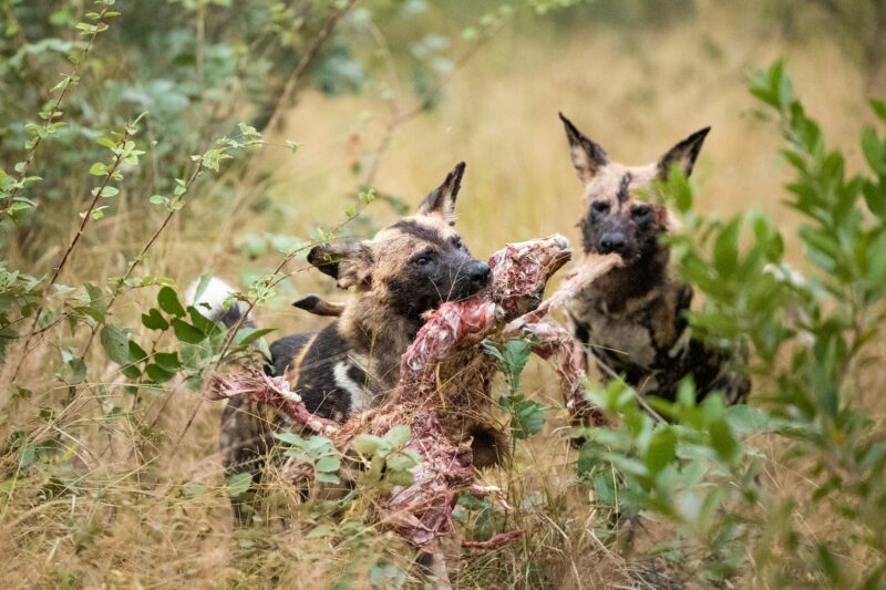 Wild dogs feeding, Lycaon pictus.