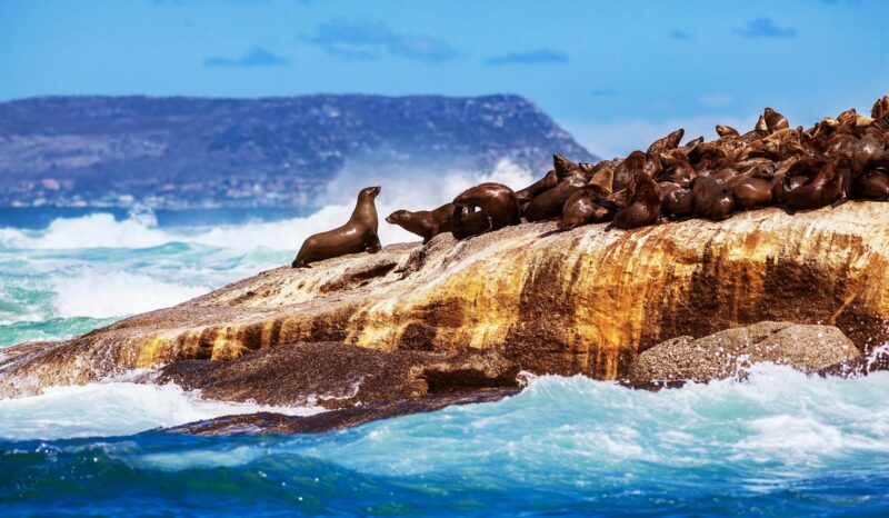 Wild South African seals