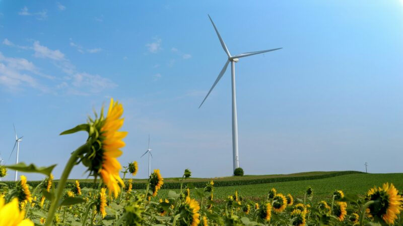 Wind turbines on sunny day in sunflower field. Renewable energy and agriculture