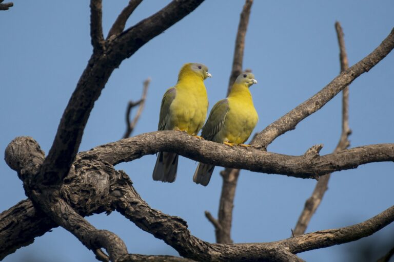 Yellow footed green pigeon