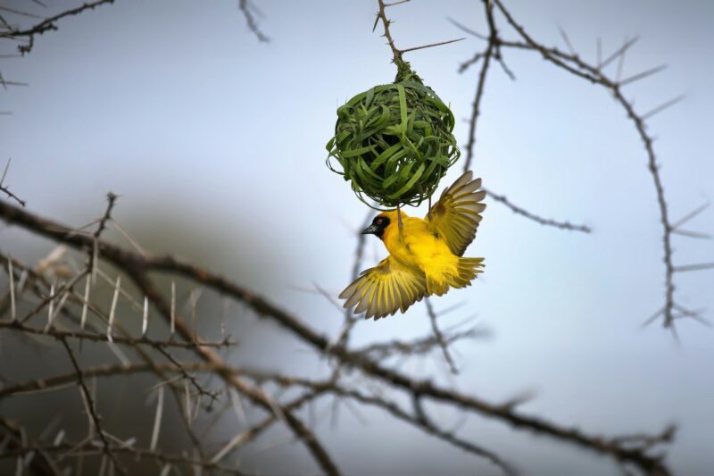 Yellow weaver bird flying in a forest in Tanzania